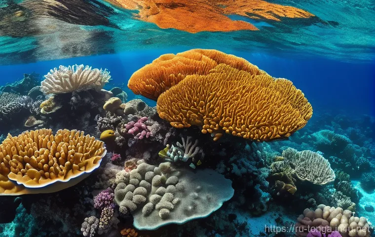 통가 해양 보호구역 - **A Vibrant Tongan Coral Reef Eco